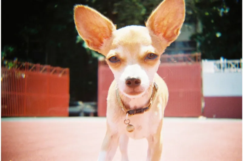 Lomography Konstruktor Flash Kit-3