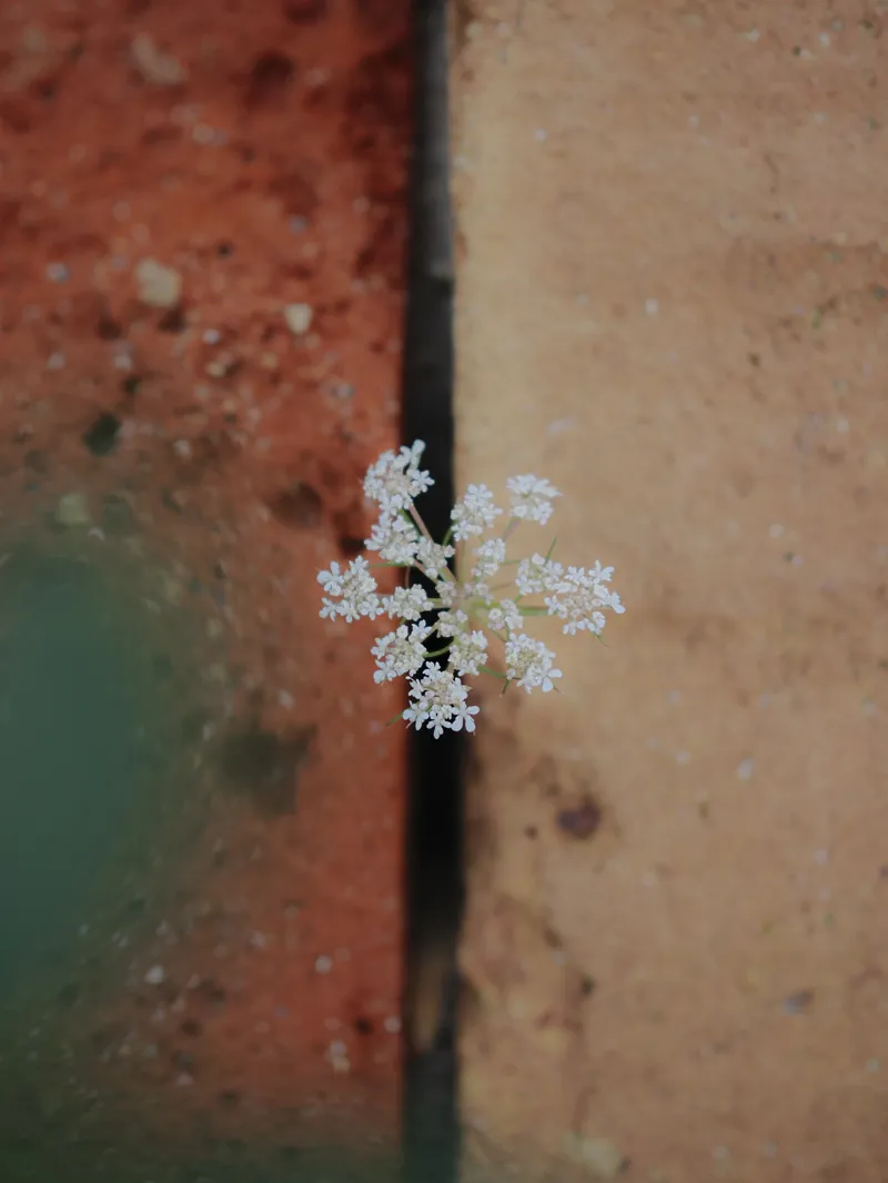 OM System M.Zuiko Digital ED 25mm F1.8 II Lens - CASHBACK!-8